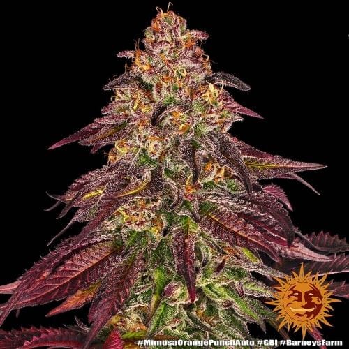 showing Orange – Outdoor – Indica Dominant – image 5 – Seed City