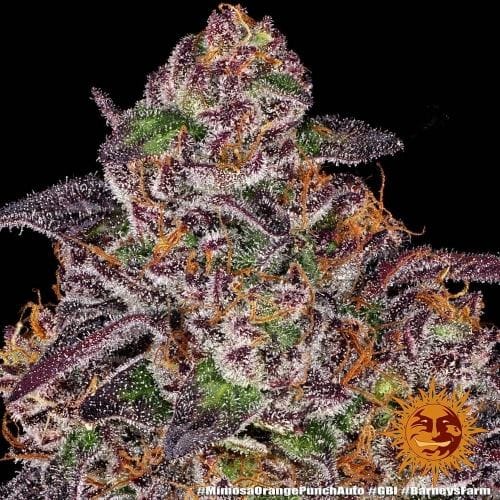 Outdoor – Auto-Flowering – Orange – Mimosa x Orange Punch Auto strain – image 7 – from Barneys Farm Seeds via Seed City