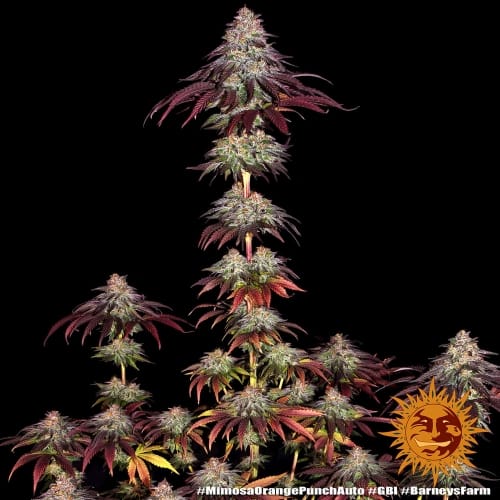 Mimosa x Orange Punch Auto from Barneys Farm Seeds