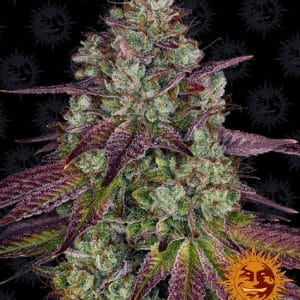 Image 1 of Mimosa EVO cannabis by Barneys Farm Seeds – Large yield – Suited for indoor growing – Orange – Seed City
