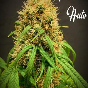 Cerebral – Citrus – Guaranteed female plants – Mimosa Auto strain – image 1 – from TasteBudz Seeds via Seed City