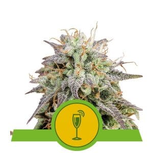 Mimosa Automatic from Royal Queen Seeds