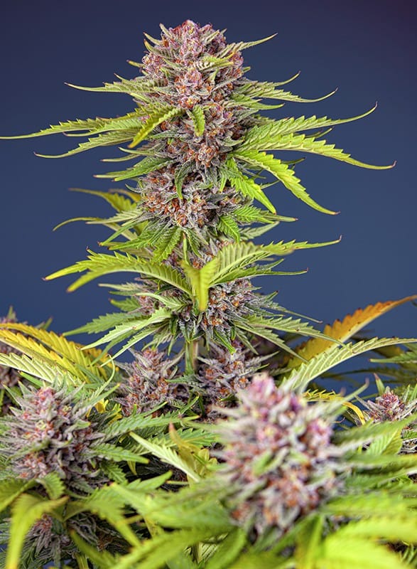 Mimosa Bruce Banner XL Auto from Sweet Seeds