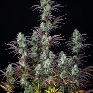 Outdoor – Lemon – Female seeds – Mimosa Cake Auto strain – image 1 – from FastBuds via Seed City