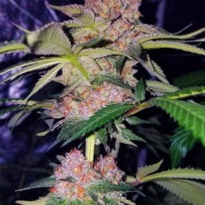 Mimosa Champagne from Female Seeds