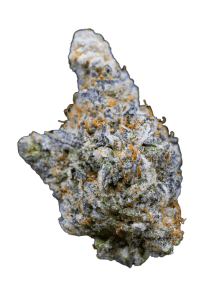 Mimosa Gusher