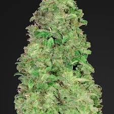 Mimosa TRIPLOID cannabis seeds – Tall (140cm plus) – Euphoric – Citrus – image 1 from Seed City