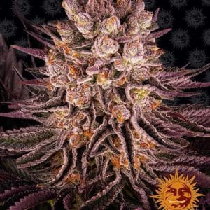Super Strength – Outdoor – Sweet – Mimosa X Orange Punch strain – image 1 – from Barneys Farm Seeds via Seed City