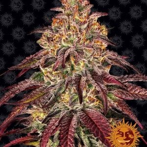 Image 1 of Mimosa x Orange Punch Auto cannabis by Barneys Farm Seeds – Auto-Flowering – Outdoor – Orange – Seed City