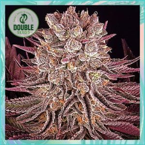 Image 1 of Mimosa x Orange Punch cannabis by Double Seeds – Outdoor – Super Strength – Indica-heavy – Seed City
