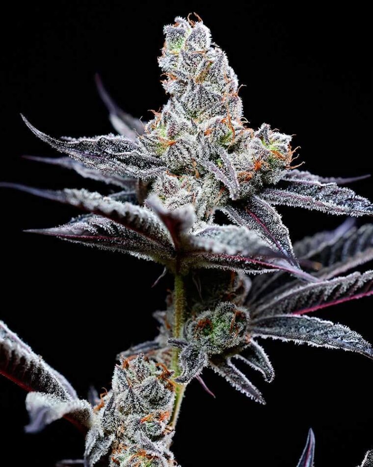 Image 1 of Mind Fuck cannabis by Cookies Seed Bank – Indica-heavy – Outdoor – 12/12 Photoperiod – Seed City