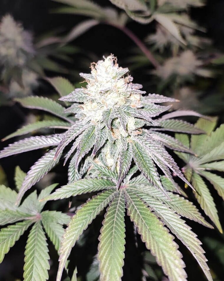 Mind Fuelz from Grateful Seeds
