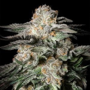 Mint Candy
