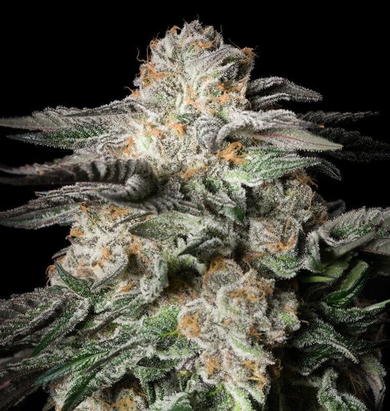 Mint Candy cannabis seeds – The End of September – Suited for indoor growing – Female seeds – image 1 from Seed City