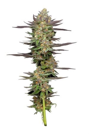 Mint Jelly Autoflower