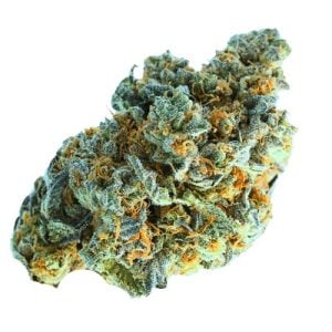 Minted Oreoz cannabis seeds – Indica Dominant – Female seeds – Chocolate – image 1 from Seed City