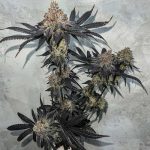 Female seeds – Orange – Creative – Miracle Fruit strain – image 2 – from Symbiotic Genetics via Seed City