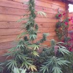 Missile 33 by SuperAutos by Stitch – Piney – Creative – Outdoor cultivation – image 2 – Seed City