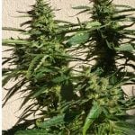 Missile 33 cannabis seeds – Auto-Flowering – Excellent harvest potential – Piney – image 1 from Seed City
