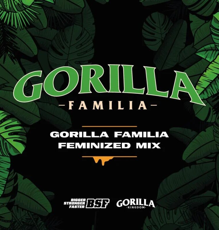 Mix Gorilla Familia cannabis seeds – 12/12 Photoperiod – Banana – Guaranteed female plants – image 1 from Seed City