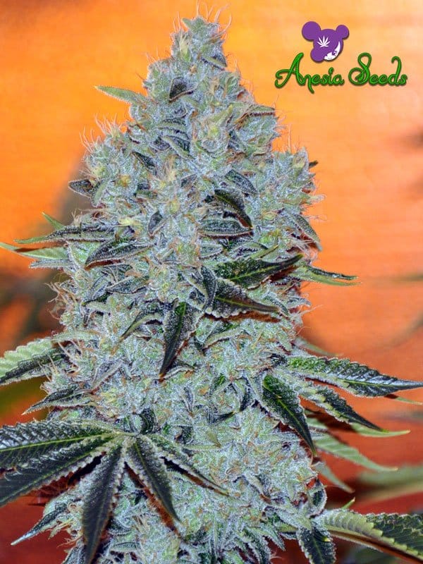 Mob Boss cannabis seeds – Relaxing – Guaranteed female plants – Middle of October – image 1 from Seed City