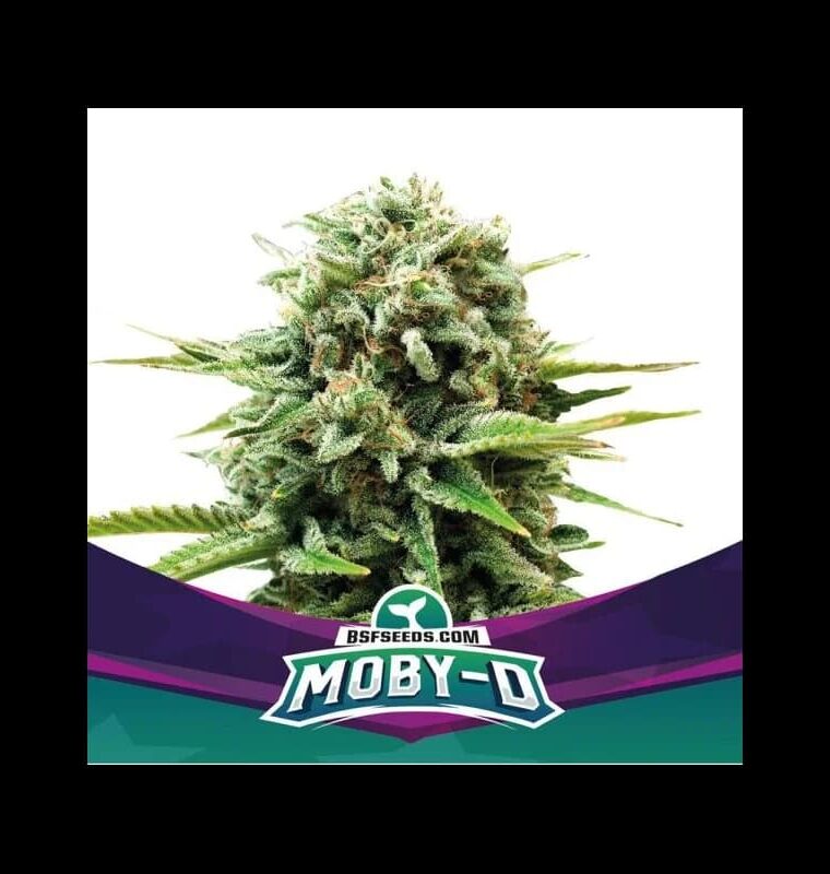 MobyD cannabis seeds – Excellent harvest potential – Sativa-leaning – Euphoric – image 1 from Seed City