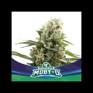 MobyD XXL Auto