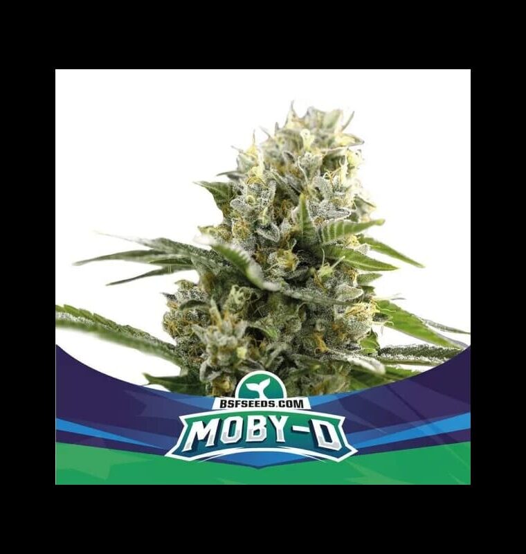 MobyD XXL Auto by BSF Seeds – Auto-Flowering – Woodsy – Mostly Sativa – image 1 – Seed City