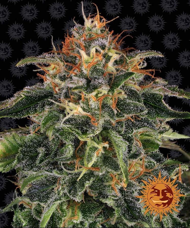 Image 1 of Moby Dick cannabis by Barneys Farm Seeds – Female seeds – 12/12 Photoperiod – Large yield – Seed City