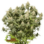 Moby Dick cannabis seeds – 12/12 Photoperiod – Vanilla – 50% Indica/50% Sativa – image 1 from Seed City
