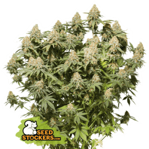 Moby Dick cannabis seeds – 12/12 Photoperiod – Vanilla – 50% Indica/50% Sativa – image 1 from Seed City