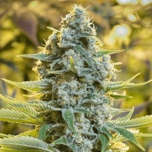 Image 1 of Moby Dick cannabis by Silent Seeds – Feminized – Appetite Stimulant – Sativa Dominant – Seed City