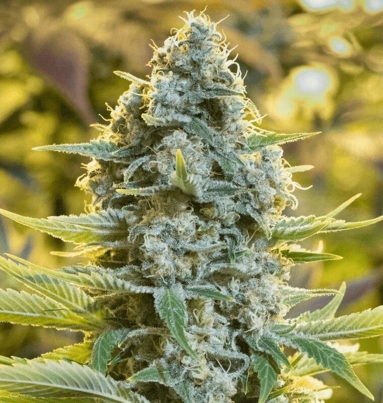 Image 1 of Moby Dick cannabis by Silent Seeds – Feminized – Appetite Stimulant – Sativa Dominant – Seed City