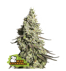 Moby Dick Auto cannabis seeds – Female seeds – Indoor – Relaxing – image 1 from Seed City
