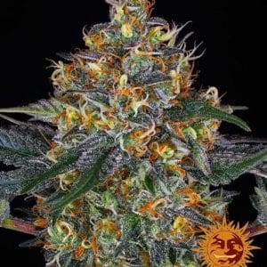 Moby Dick Auto from Barneys Farm Seeds