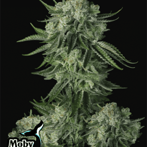Moby Dick Auto by FastBuds – Lemon – Good for outdoor grow – Auto-Flowering – image 1 – Seed City