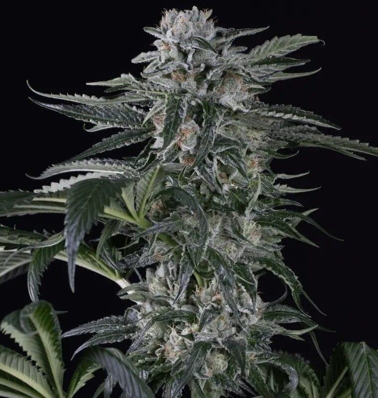 Moby Dick Auto from Silent Seeds