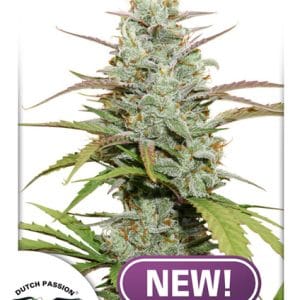 Feminized – High Yielding – 12/12 Photoperiod – Mokum’s Tulip strain – image 1 – from Dutch Passion Seeds via Seed City