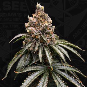Sweet – 12/12 Photoperiod – Female seeds – Mona Lisa strain – image 1 – from TH Seeds via Seed City
