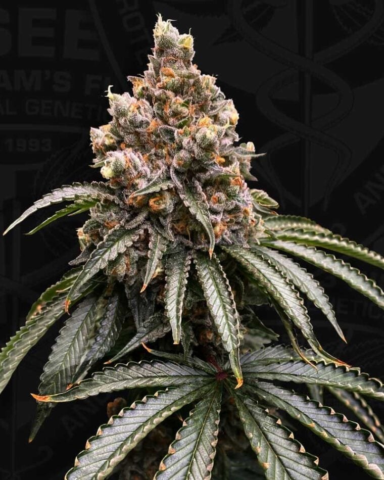 Sweet – 12/12 Photoperiod – Female seeds – Mona Lisa strain – image 1 – from TH Seeds via Seed City