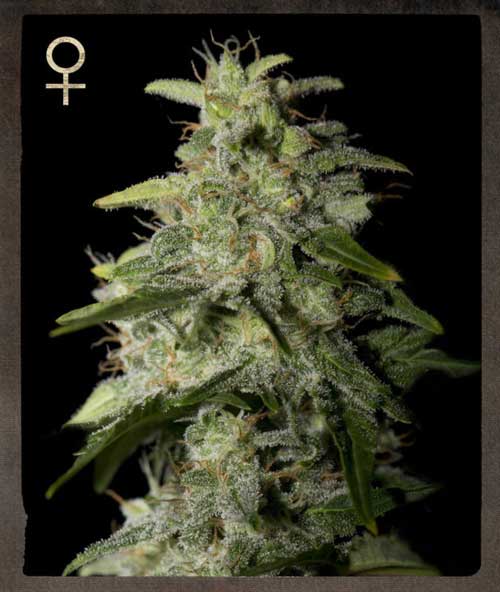 Image 1 of Money Maker cannabis by Strain Hunters – Couch Lock – 12/12 Photoperiod – Berry – Seed City