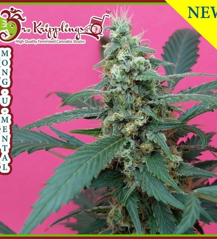 Image 1 of Mong-U-Mental cannabis by Dr Krippling Seeds – Fruity – 12/12 Photoperiod – Couch Lock – Seed City