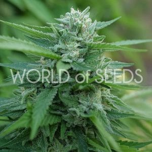 Mongolian THC Free