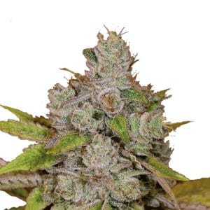 Monkey Glue Autoflower