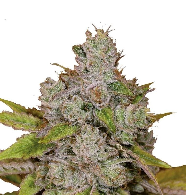 Monkey Glue Autoflower cannabis seeds – Auto-Flowering – Super Strength – Large yield – image 1 from Seed City