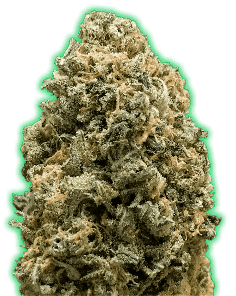 Monster Bruce Banner cannabis seeds – Sativa Dominant – Female seeds – Super Strength – image 1 from Seed City