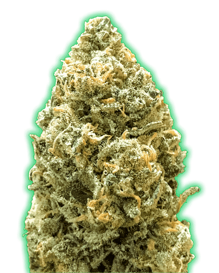 Body Stone – Greenhouse – Sweet – Monster Bruce Banner Auto strain – image 1 – from Monster Genetics via Seed City
