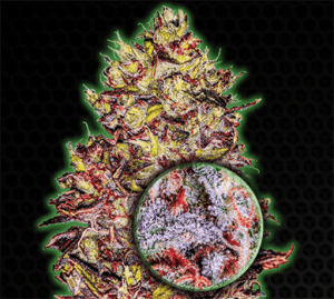 Monster Gelato Auto