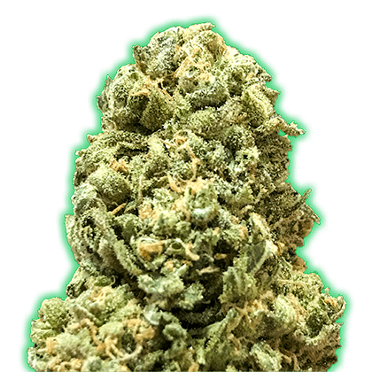Earthy – Female seeds – Indoor – Monster Girl Scout Cookies strain – image 1 – from Monster Genetics via Seed City
