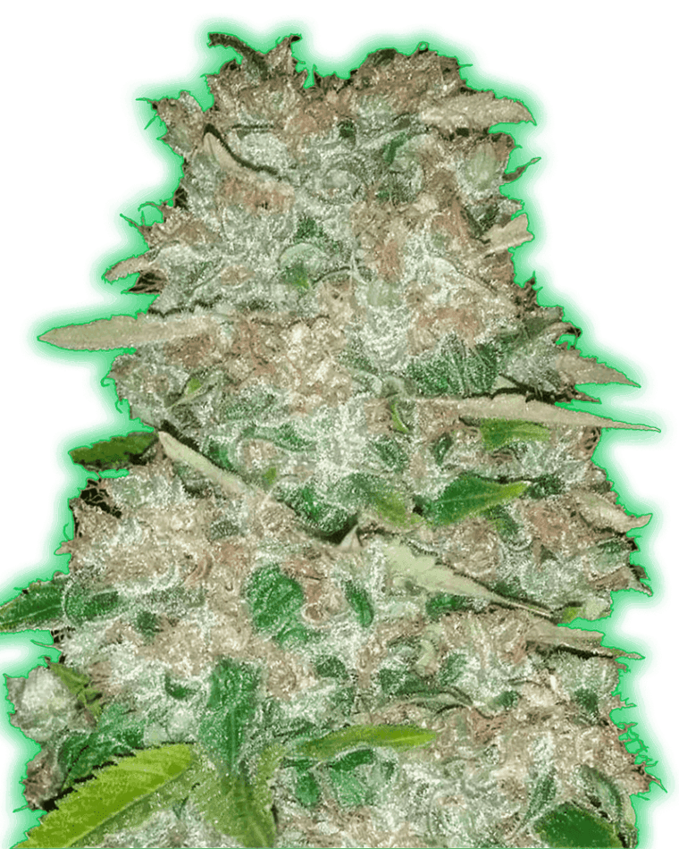 Monster Gorilla from Monster Genetics